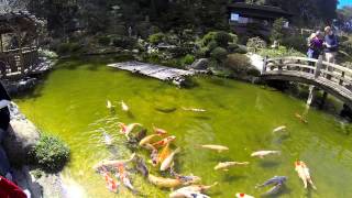 11:11 - HAKONE Japanese Gardens in Saratoga, CA. FDilmed with GoPro Hero3 60fps 1080p