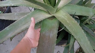 Lets Talk About Aloe Vera