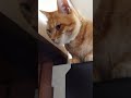 冷蔵庫の上でご飯の催促、茶トラふうちゃん。#shorts #猫好きさんと繋がりたい#保護猫を迎える前に準備すべきこと