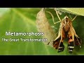 Metamorphosis  - The Great Transformation