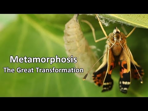 Metamorphosis  - The Great Transformation