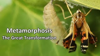 Metamorphosis   The Great Transformation
