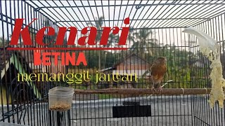 SUARA KENARI BETINA BIKIN JANTAN LANGSUNG NGEROL