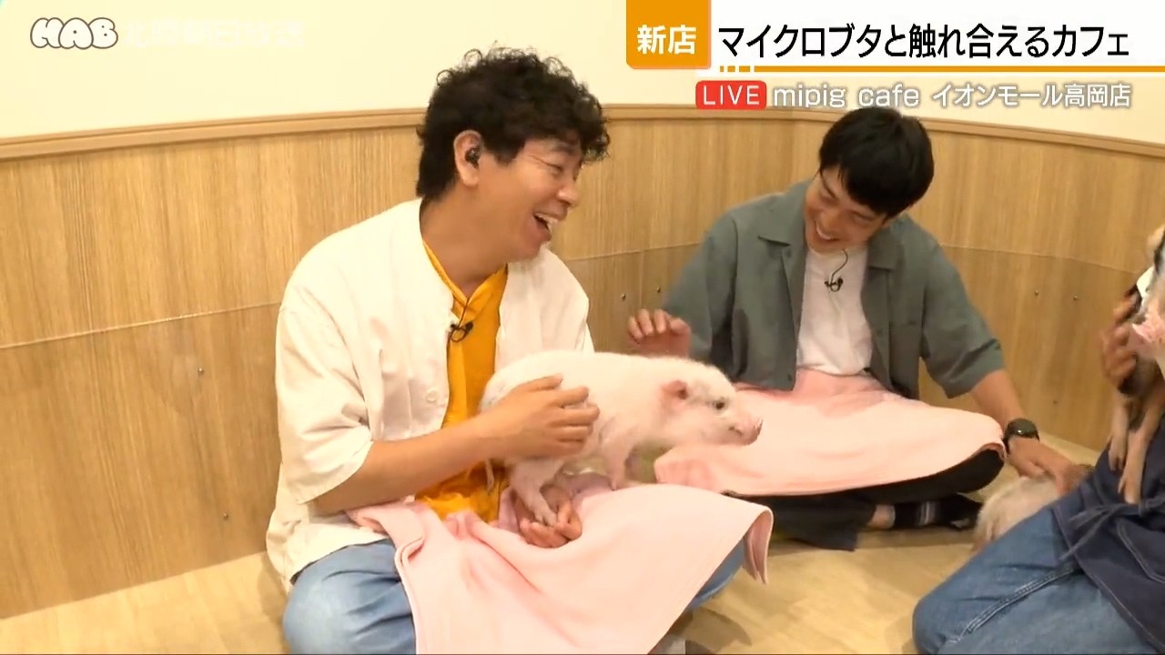 First in the Hokuriku Region! A Cafe Where You Can Meet Micro Pigs 