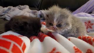 Day 33. Kittens A & B. 05.03.3024. by Tomsel Travels 257 views 3 weeks ago 1 minute, 3 seconds