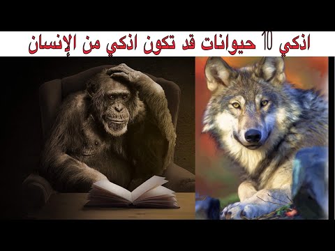 فيديو: هل تمتلك الحيوانات ذكاء؟