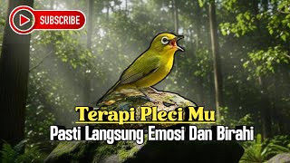 Audio Terapi Pleci Ombyokan | Putar 3 Menit Pasi Semua Jenis Pleci Ikut Ngeriwik Kasar #terapipleci