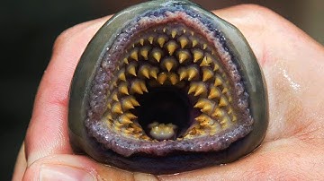 Top 5 Terrifying Creatures Scientists Can