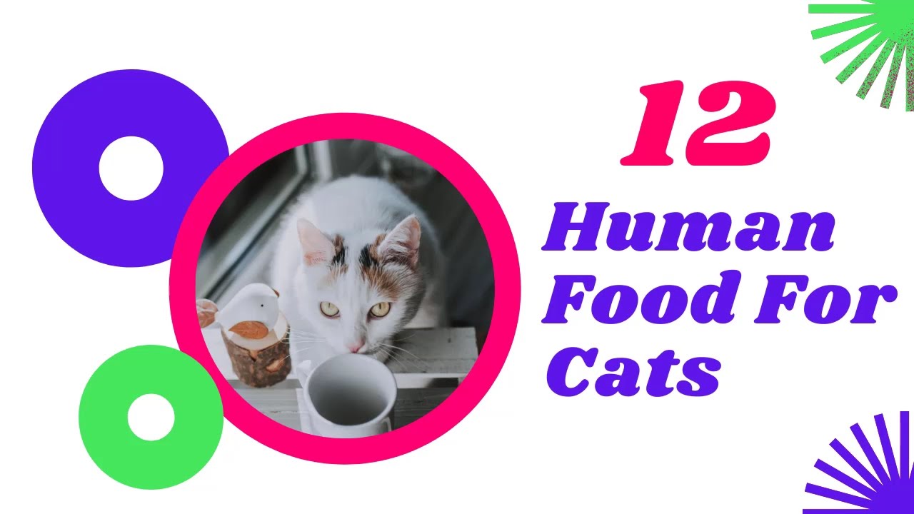 12 Human Foods That Are Safe For Your Cat to Eat 2021 ! Cat Health Tips ! Pet Care YouTube