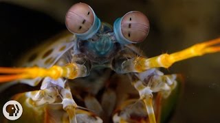 The Snail-Smashing, Fish-Spearing, Eye-Popping Mantis Shrimp | Deep Look