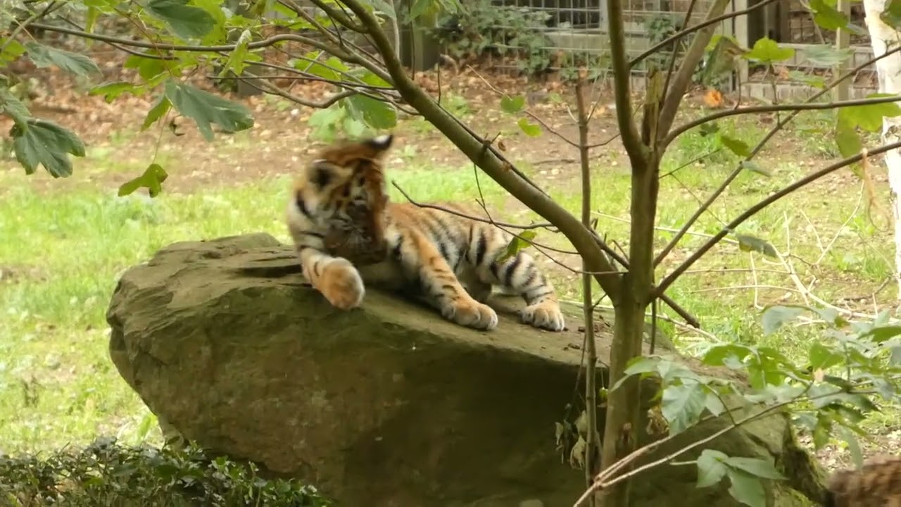 Tijgerwelpjes in Ouwehands Dierenpark in Rhenen.* Tiger cubs at Ouwehands Zoo in Rhenen.*