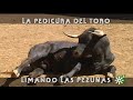 Toros de Albaserrada: la pedicura del toro, limando las pezuñas del novillo | Toros desde Andalucía