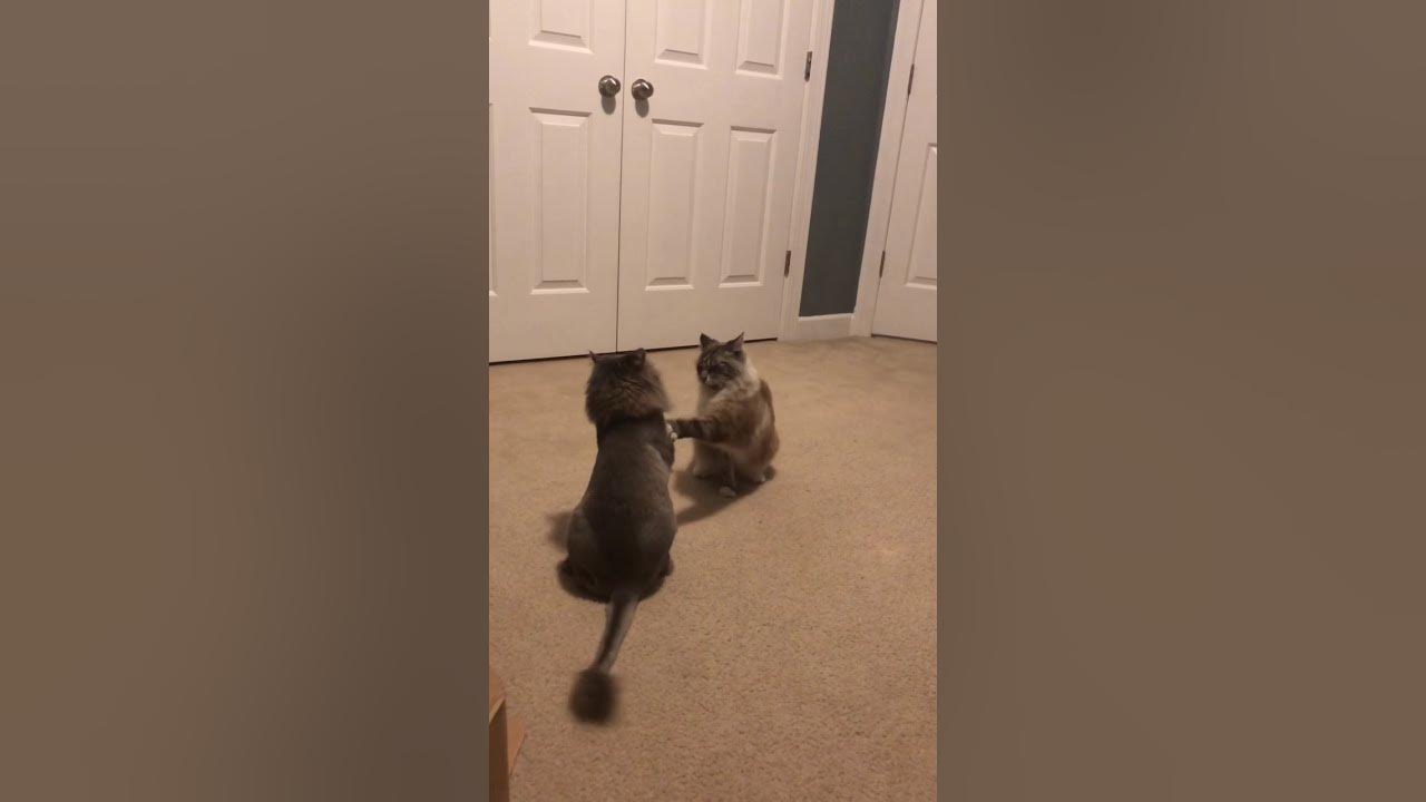 Cats Punching Each Other!!! 😹😹😹 YouTube