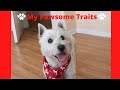 Living With A Westie Pup | West Highland Terrier Characteristics & Traits