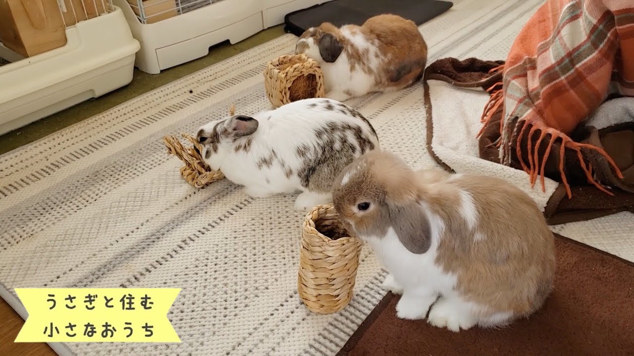 うさぎの絆づくり/仲良くさせる方法〜How to rabbit bonding〜