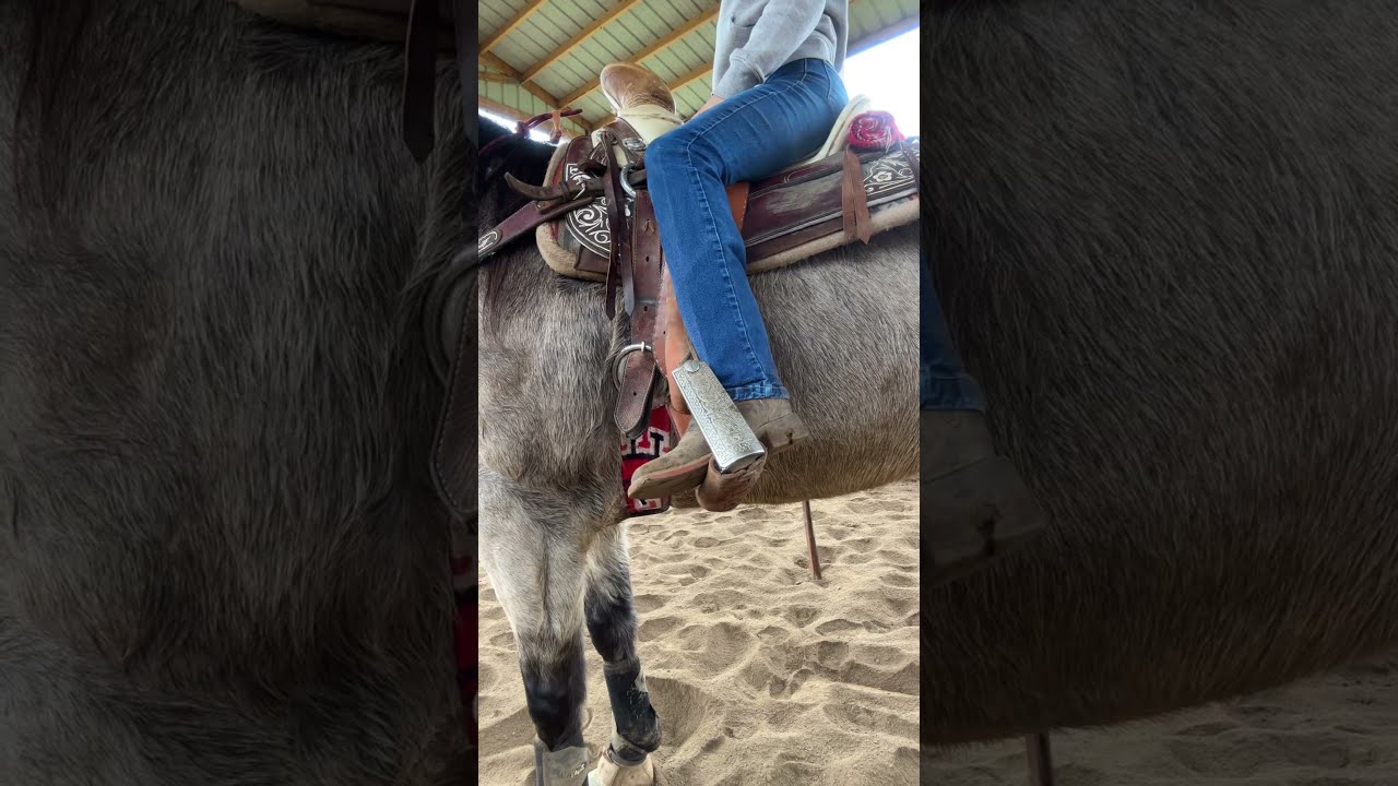 Top Tips For Horse Riding Beginners