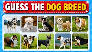 Guess the Dog Breed 🐶 | Dog Breed Quiz | Can You Name All the Dogs