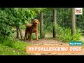 Hypoallergenic Dogs: 20 Cutest Dogs For Families With Allergies