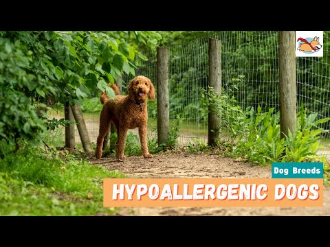 Video: Ras Anjing Dan Kucing Hypoallergenic