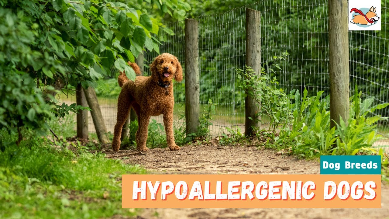 Hypoallergenic Dogs 20 Cutest Dogs For Families With Allergies YouTube