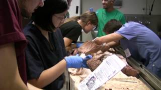 Gross Anatomy: The Course of Their Lives - Coming Sunday