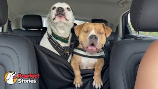 She Was Blind… But Somehow She Knew He Was Her Dad | Pawfect Stories