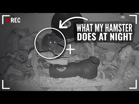 Video: Ar putea hamsterii să vadă în întuneric?