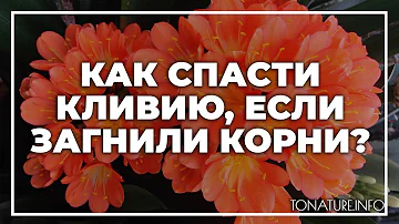 Как спасти кливию, если загнили корни? | toNature.Info
