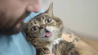 Thankful for BUB @Lilbub