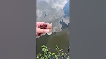 Testing Dissolved Oxygen Levels In A Florida Pond #shorts #lakemanagement