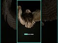 || Amazing Facts About Owls || Owl Facts || How Do They Fly Without Sound?