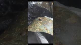 НАШЛИ НЕТРОНУТЫЙ НЕМЕЦКИЙ БУНКЕР ВРЕМЁН ВОЙНЫ В ГОРАХ !