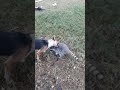 Mapache jugando con perros