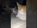 #pets #cat #monkey #studywithmeandmycat #animallovers
