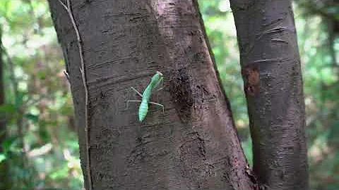 Praying Mantises - The Kung Fu Killers of the Insect Kingdom