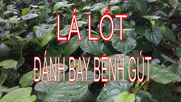 Chữa Bệnh Gút ( gout ) Bằng Lá Lốt cực kỳ đơn giản và hiệu quả | THUỐC ĐÔNG Y - YHCTVN