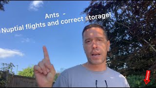 Ants - Preparing for nuptial flights