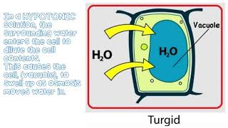 Diffusion & Osmosis [KS3] - The Bio Coach