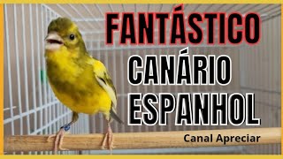 CANTO ESPETACULAR CANÁRIO ESPANHOL/ESPECIAL PARA TREINAMENTO