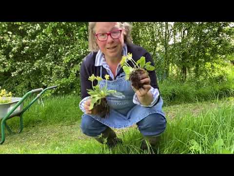 Video: What Are Oxlips - Lär dig om Oxlip Primrose Plant