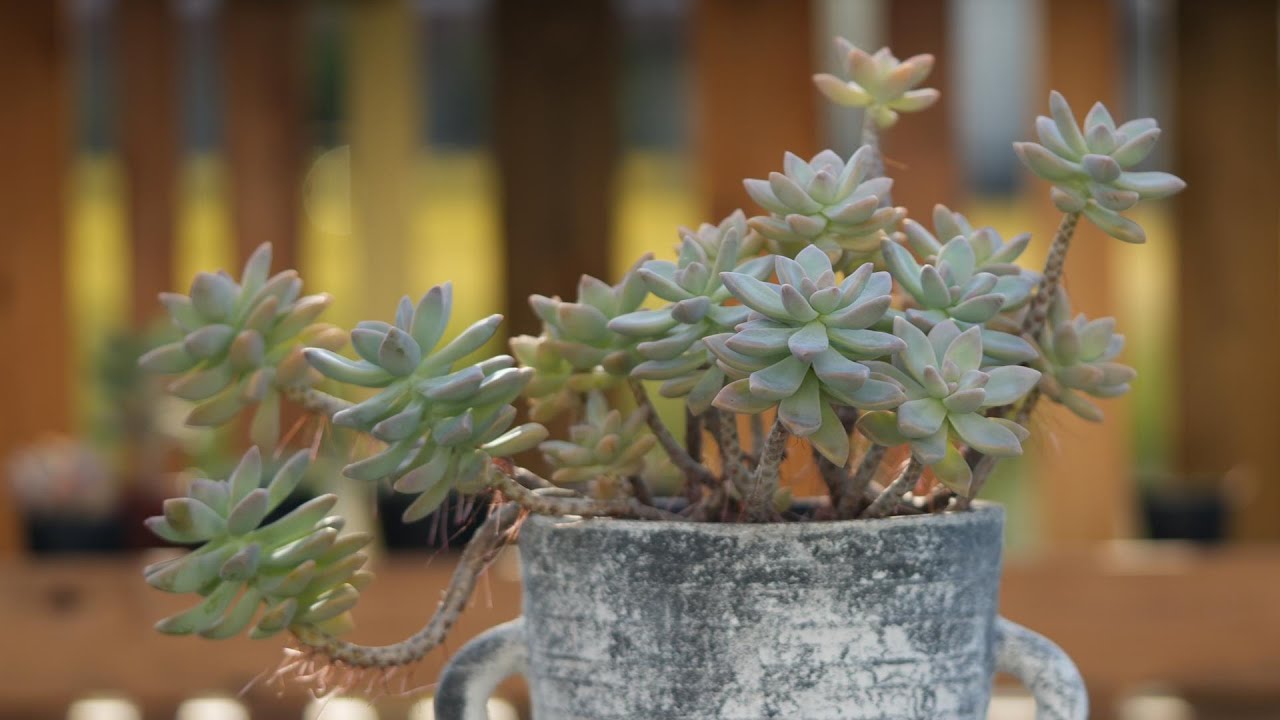 葉挿し　大量セット Leaf cuttings that always germinate] We will teach you how