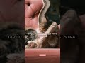 #pisici #catshorts #pisică #cat #pisică #pisica #nightvision #animals #animalshorts #catvideos