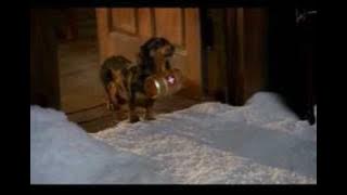 Dachshund Mighty Dog Commercial.