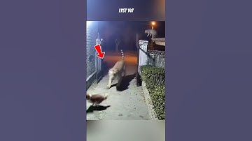 Khoảnh khắc kịch tính: Mèo lao vào tấn công Hổ để bảo vệ bạn. #dongvat