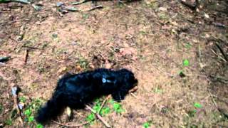 Schwammerlsuchen Mit Little Devil