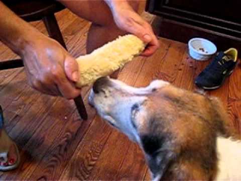 Crazy Old Beagle Eats Corn on the Cob
