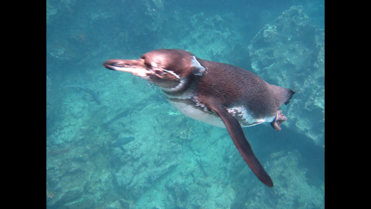 Diving Galapagos HD