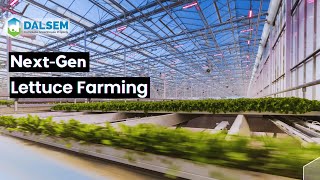 How High-Tech Farming Transforms Lettuce Cultivation