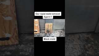 Twins Rapid mold removal Agent #shorts Mold Vs Mildew The Twins On Good Day La