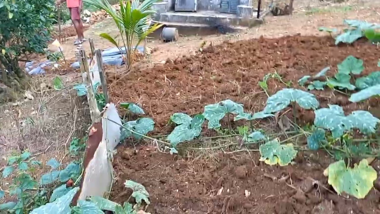 My husband help me in the farm|| MUST WATCH